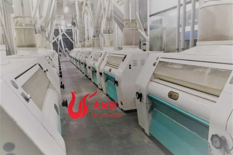 maize production line
